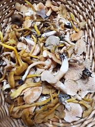 Profile for Tuesday Neuman‎‎