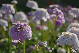 Перевод слова candytuft, американское и британское произношение, транскрипция, словосочетания. Candytuft Crown Mixed Higgledy Garden