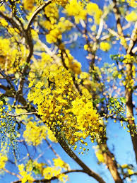 Check spelling or type a new query. Flowers Bloom During Songkran Festival Thai People Call Ratchaphruek Or Dok Koon Yellow Flowers With Blue Sky Stock Image Image Of Beautiful February 114686627