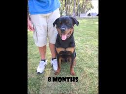 Rottweiler Growing Up From 7 Weeks To 2 5 Years