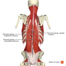 The muscles of the lower back, including the erector spinae and quadratus lumborum muscles, contract to extend and laterally bend the vertebral these muscles provide posture and stability to the body by holding the vertebral column erect and adjusting the position of the body to maintain balance. Low Back Pain Physiopedia