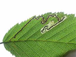 Image result for Stigmella floslactella