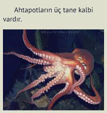 Fakt Məlumat Info Haqqinda Heyvan Saatov Rovshan Saatovrovshan Bilgi Maraqli Maraxli Ilginc Ilgincbilgi Ilgincbilgil Octopus Animal Species Animals