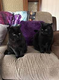 Cardiff Cat Clinic Home Facebook