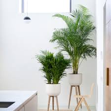 Maybe you would like to learn more about one of these? Areca Palm Fabulous For February