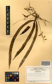 Image result for Angraecopsis parviflora