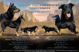 We did not find results for: 37 Beauceron Ideas Beauceron Family Dogs Puppies
