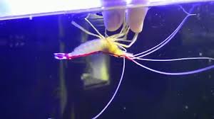 Feeding Saltwater Shrimp From Hand Youtube
