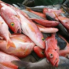 Dalam pemakanan, kalori merujuk kepada. Jual Ikan Kakap Merah Besar Kab Tangerang Rio Olshop Tokopedia