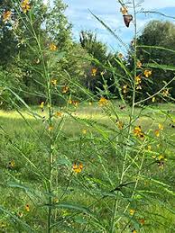 Image result for Sesbania