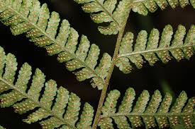 Image result for Ctenitis cirrhosa