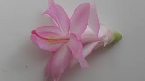 Advice for christmas cactus care tells us that it performs well under average home conditions with moderate care. Light Pink Christmas Cactus Pandora Schlumbergera Christmas Cactus Holiday Cactus Pink Christmas