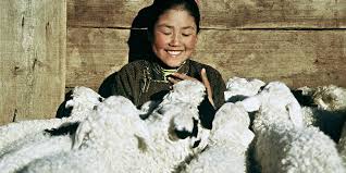 How herders help a rejected camel calf. Film The Story Of The Weeping Camel Into Film
