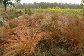 Image result for Schizachyrium