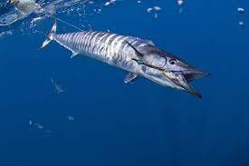 Pin Di Big Fish Ideas