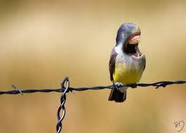 Bird With Big Mouth Name Big Mouth Birds Hybrides D Oiseaux Avec Des Dents 2tout2rien Human Teeth Animals Big Mouth