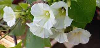 Image result for Ipomoea trinervia