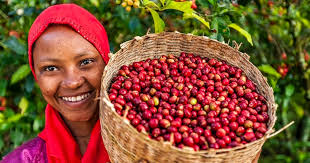Upcycling coffee cherries for food: 'Every major chocolate company is  looking at this'