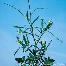 Image result for Sisymbrium orientale