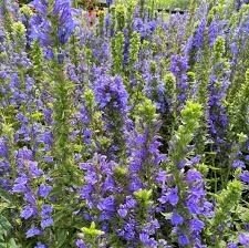 Image result for Lobelia thermalis