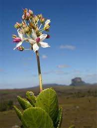 Image result for Sauvagesia