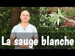 La Sauge Blanche Est De Plus En Plus Utilisee Pour Faire Du Smudging Mais Saviez Vous Qu Elle Est Aussi Medicinale Voici C Sauge Blanche Sauge Phytotherapie
