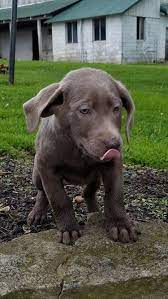 Puppies,adult dogs akc silver & chocolate labrador retriever puppies, raised on beautiful 75 acre farm with ponds and creeks. Labrador Retriever Puppy For Sale In Dundee Oh Adn 29666 On Puppyfinder Com Gender Female Ag Labrador Retriever Puppies Puppies For Sale Labrador Retriever