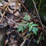 Image result for Cnestis polyphylla