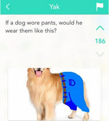 Let S Settle This How Would A Dog Wear Pants Would dogs wear their pants like this? dog wear pants