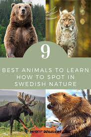 9 Best Animals Out In Sweden Wildlife Outdoors Adventure Canoe Trip Wild Cat Species