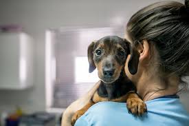 All of our available animals can be found on petfinder. Hand In Paw The Plight Of Pets Rescued From Hurricane Michael