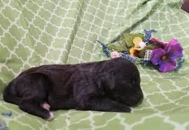 We did not find results for: Labradoodle Puppy For Sale Adoption Rescue For Sale In Weatherford Texas Classified Americanlisted Com