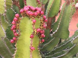 Image result for Euphorbia cooperi
