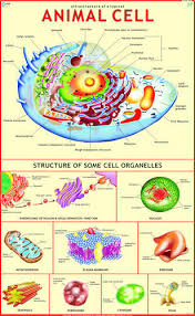 Animal Cell Science Charts