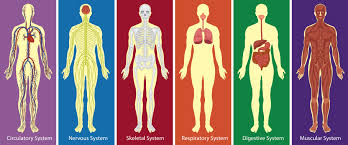 Each of these muscles is a discrete organ constructed of skeletal muscle tissue blood vessels tendons and nerves. Different Systems Of Human Body Diagram 434408 Vector Art At Vecteezy