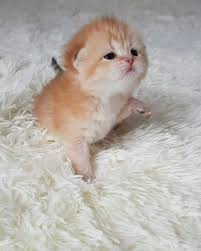  28 Ide Cats Binatang Lucu Kucing Kucing Bayi