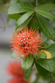 Image result for Combretum erythrophyllum
