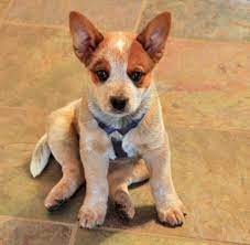 Sydney The Australian Cattle Dog Australian Cattle Dog Puppy Cattle Dog Puppy Australian Cattle Dog Red
