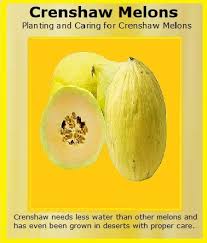 Check spelling or type a new query. How To Grow Crenshaw Melons Luv2garden Com