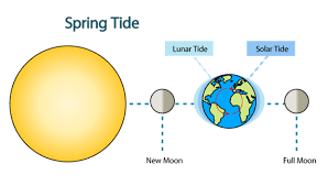 Pasang laut purnama (spring tide) terjadi ketika bumi, bulan dan matahari berada dalam suatu garis lurus. Pasang Surut Air Laut Akibat Gravitasi Bulan Fisika Kelas 10