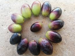 Maturazione Olive Invaiatura Oliva Scopri Quando Raccogliere Le Olive