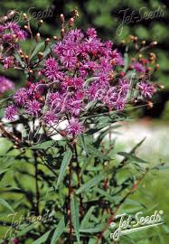 Image result for Vernonia jelfiae