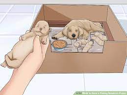 How to feed a newborn puppy that won t eat. How To Save A Fading Newborn Puppy Mintbowl Dog Wheelchair India Handicap Paralyzed Disabled Dogs Cats Labrador German Shepherd Pomeranian Pug Dachshund Wheelchair Dog Wheelchairs India