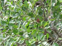 Image result for Apodytes dimidiata