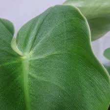 Image result for Monadenium rugosum