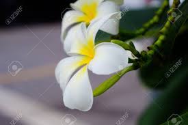 Ciao,ho delle cipolline che fanno un fiore bianco a forma di stella,lo stello è come quello dell'erba cipollina ma più corposa.mi trovo al sud e mi fioriscono in piena estate fino a settembre inoltrato.dopo che il fiore secca si formano 3 palline che contengono i semi.ho chiesto informazioni presso i garden center ma nn la conoscono,mi piacerebbe sapere come si chiama,grazie. Fiori Bianchi Con Centro Giallo