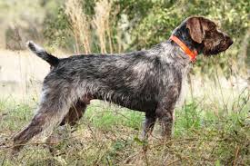 Find german shorthaired pointer puppies for sale with pictures from reputable german shorthaired pointer breeders. German Wirehaired Pointer Puppies For Sale From Reputable Dog Breeders
