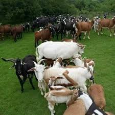 Stanley Castro (@StanleyCastro93)