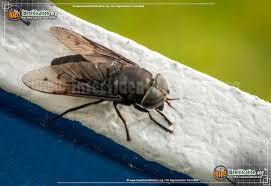 Horse Fly