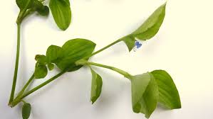 Image result for Commelina benghalensis